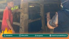 BUMKal Tirtosari Laksanakan Pemeriksaan Kebuntingan Sapi 